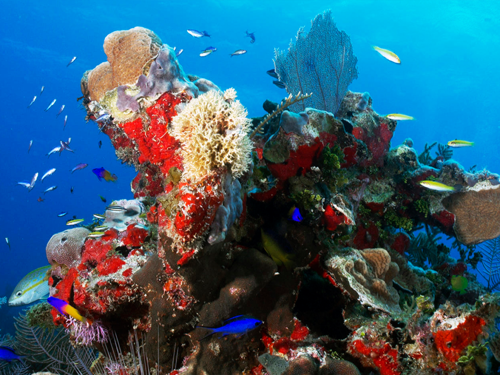 Dive St. Lucia Plunge into Serenity at Anse Cochon, Saint Lucia's