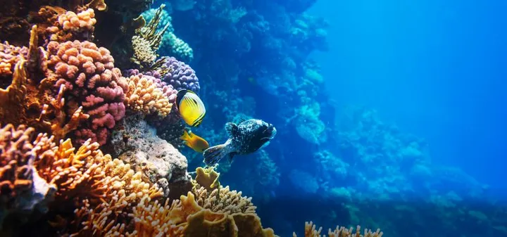 Saint Lucia scuba diving and waters